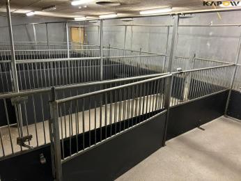 Stable equipment for pigs